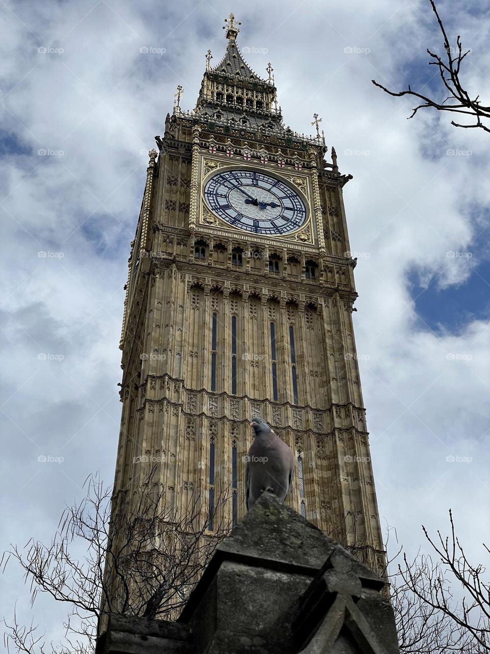 Pigeon looking down at me as I look up to Big Ben 