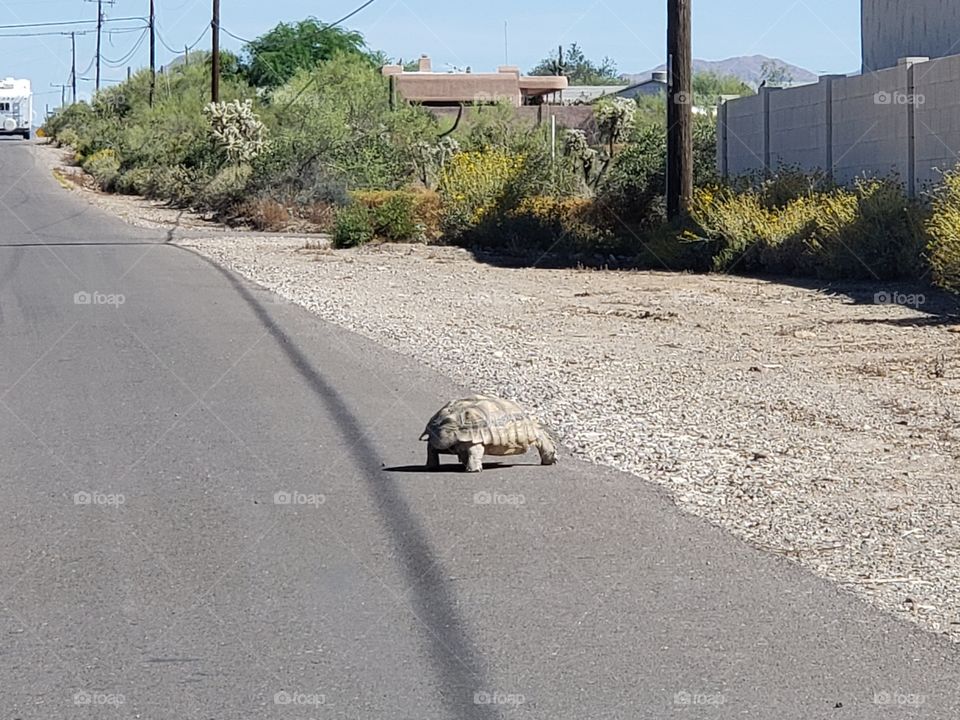 Turtle Crossing Road