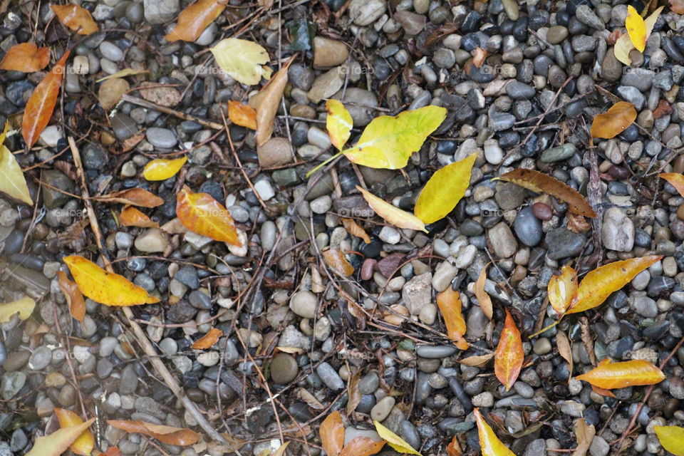 Colorful fall leaves on a gravel driveway.