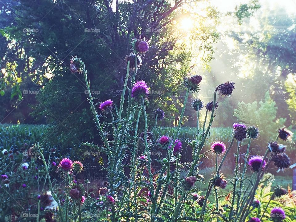 Sunlight streaming through a blurred tree line illuminating a patch of nodding thistles in a field