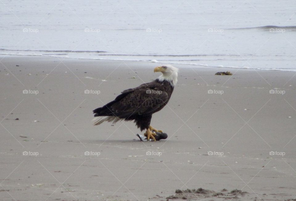 Bald eagle sitting on its prey 
