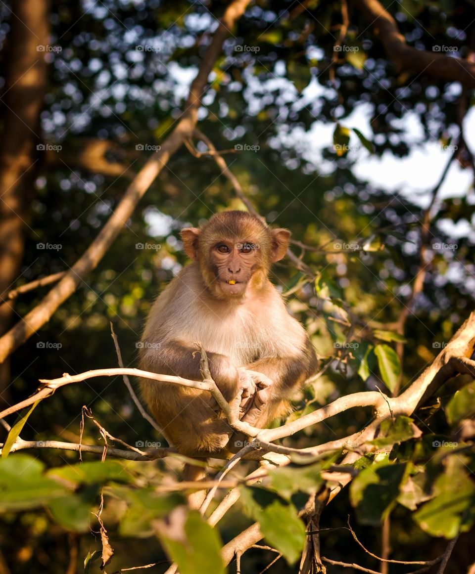 monkey baby closeup portrait with dramatic sunlight