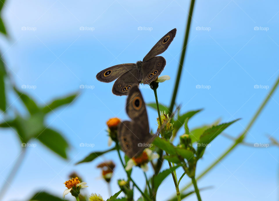 butterfly