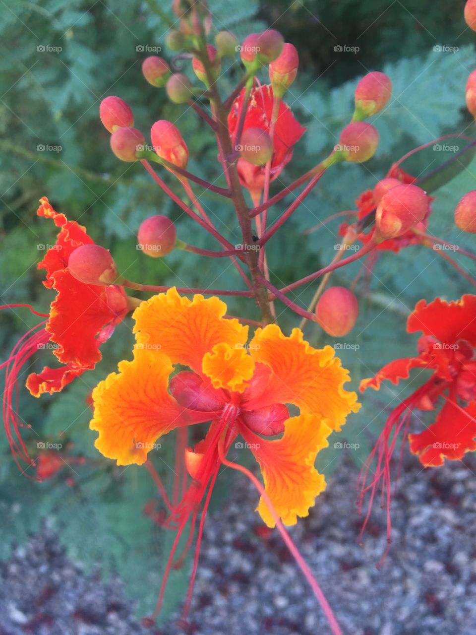 Orange flowers 