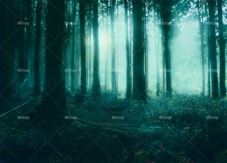 foggy mist in forest