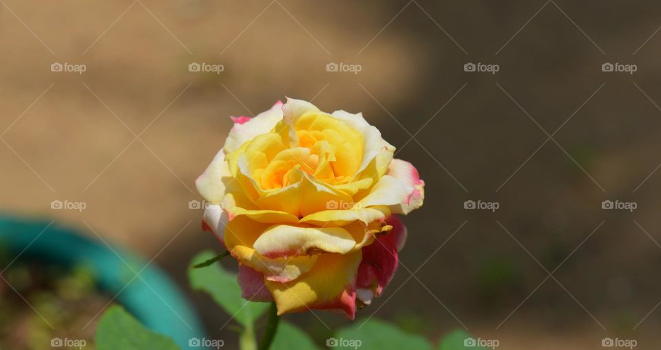 yellow rose flowers closeup for background