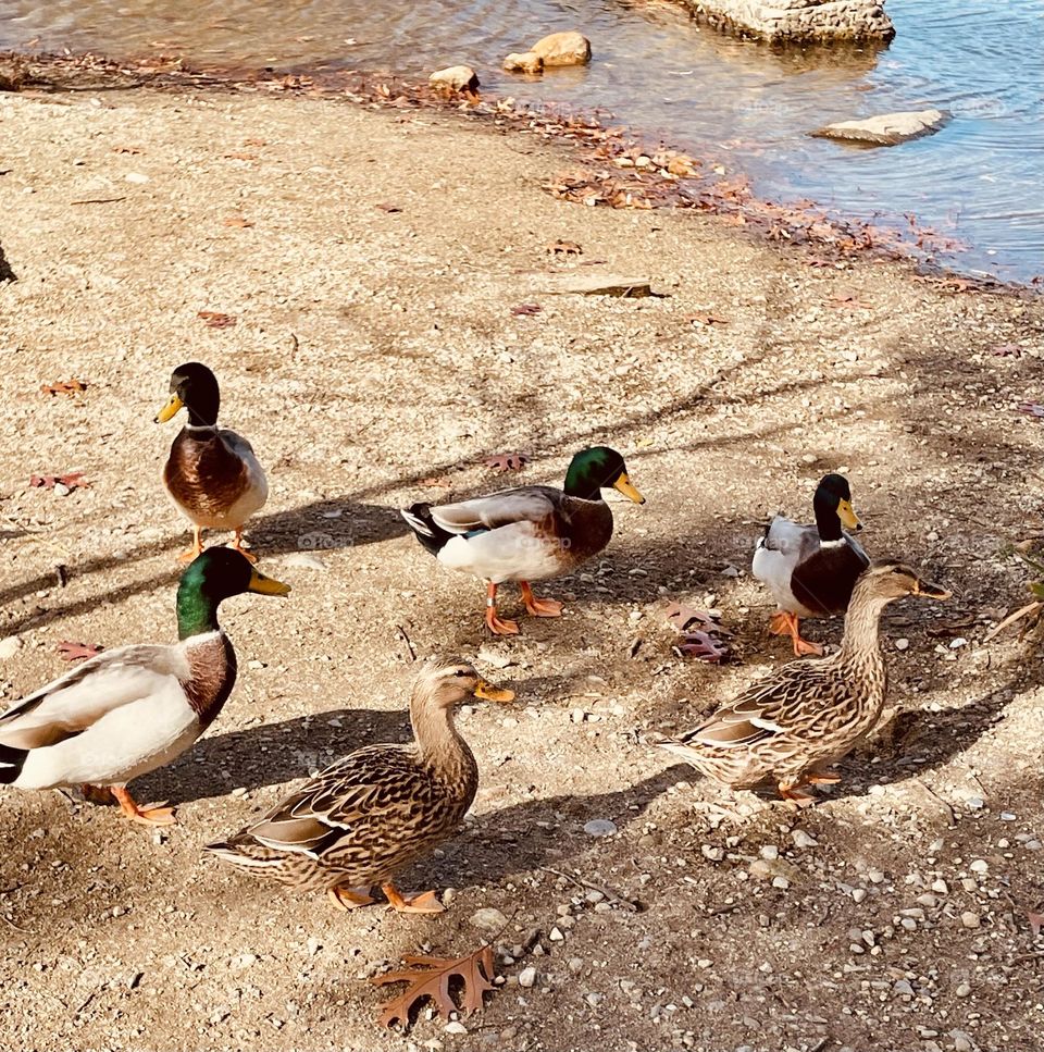 A group of ducks and mallards walk along the shore next to a serene pond, their colorful feathers gleaming in the sunlight. Some waddle around, while others explore the area, creating a lively and peaceful atmosphere.