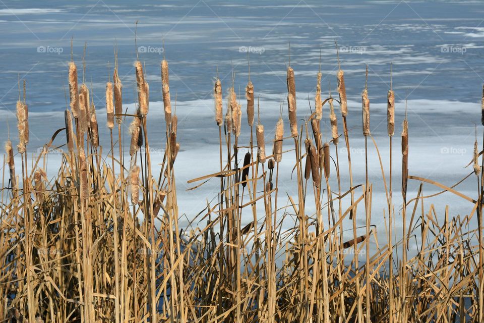 No Person, Water, Reed, Nature, Marsh