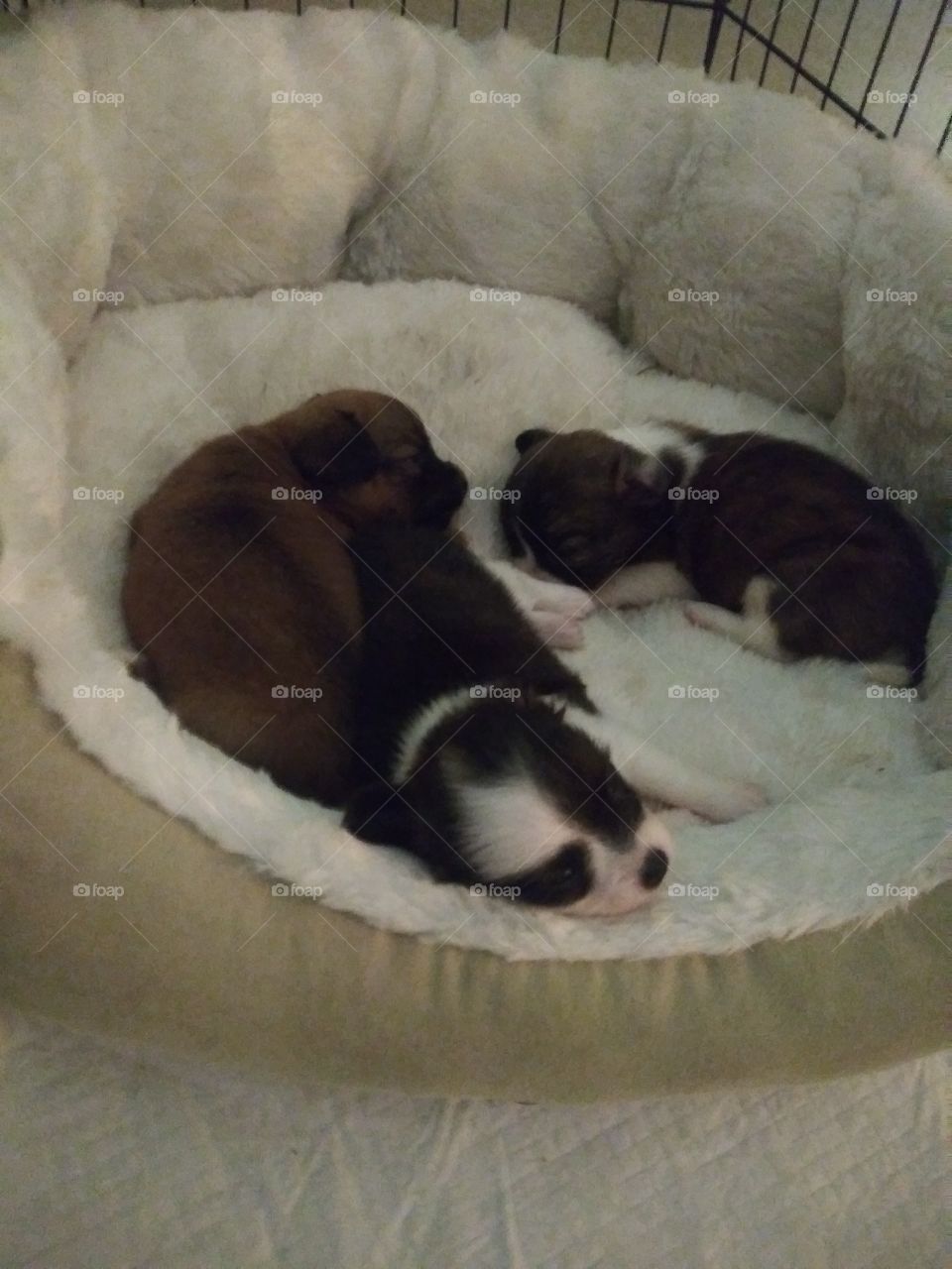 Sleeping puppies