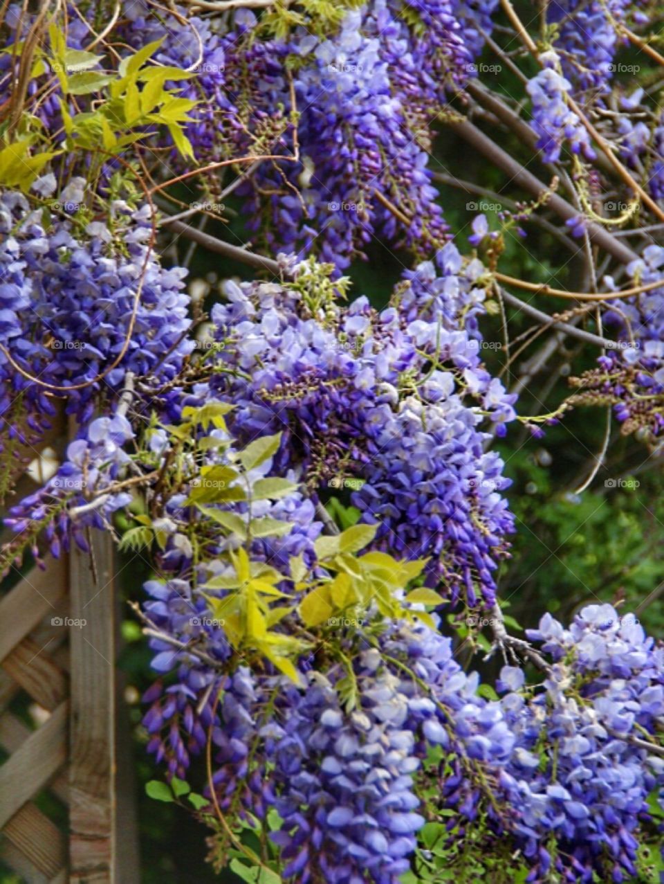 Wisteria