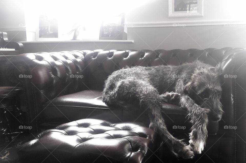 Irish wolfhound resting on the Sofa