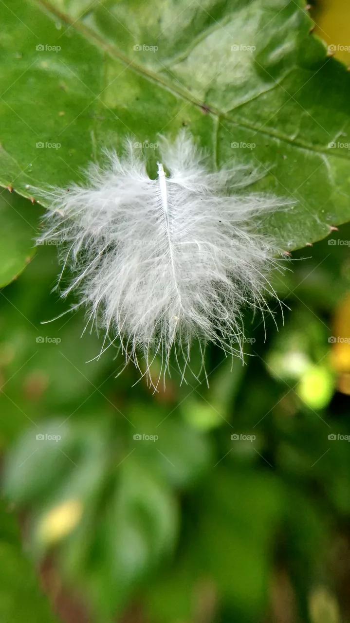 fur