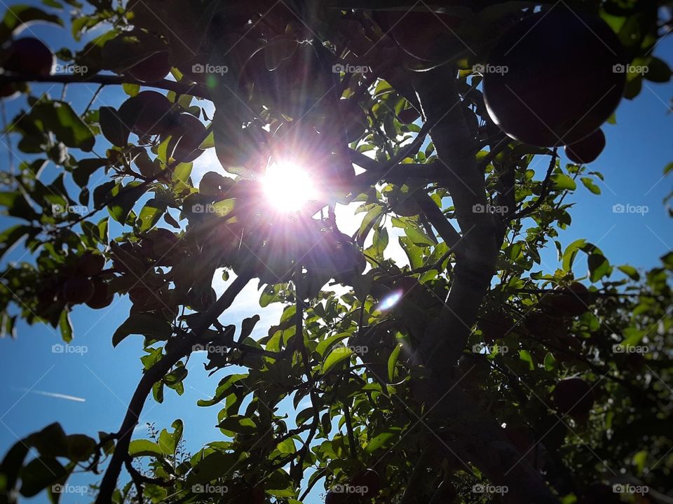 sunlight through apple tree