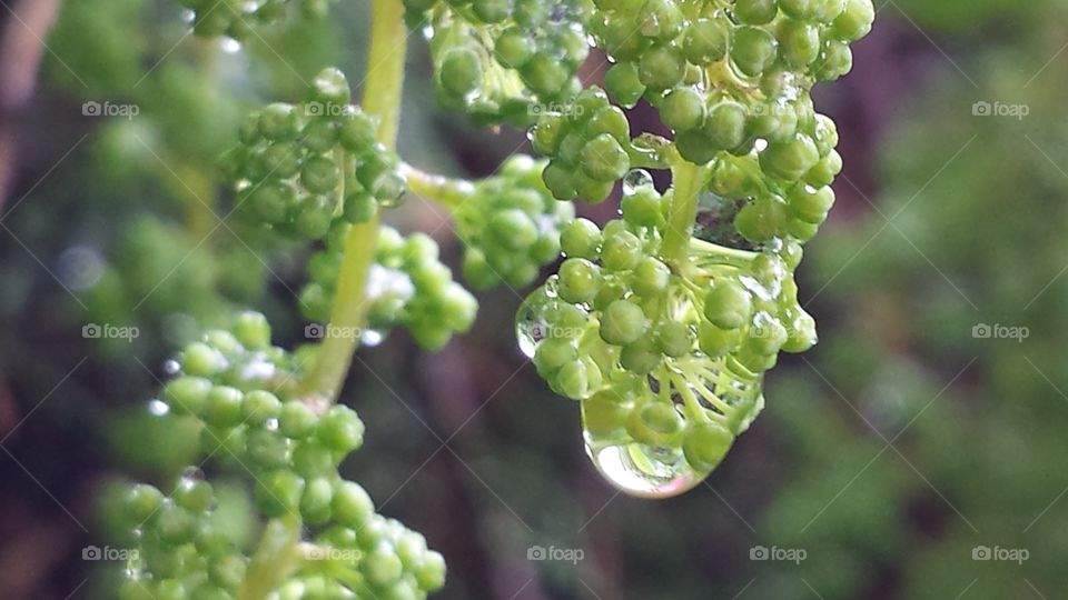 rainy days. raindrops are falling