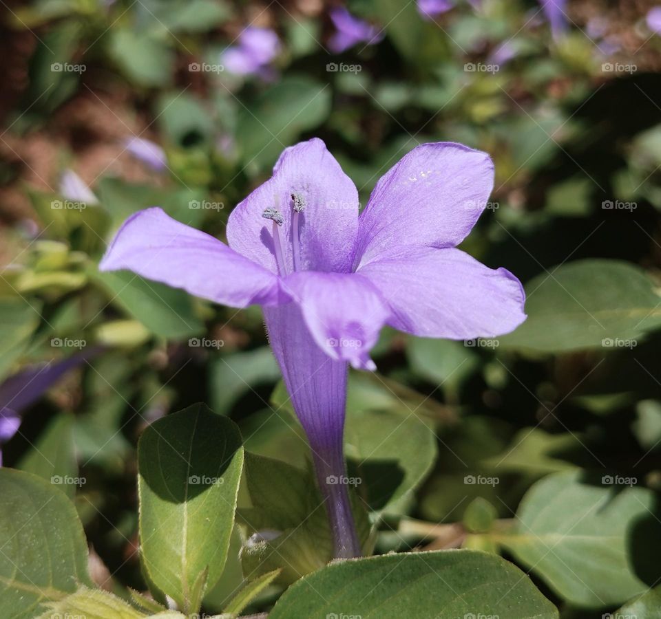 Barleria prionitis