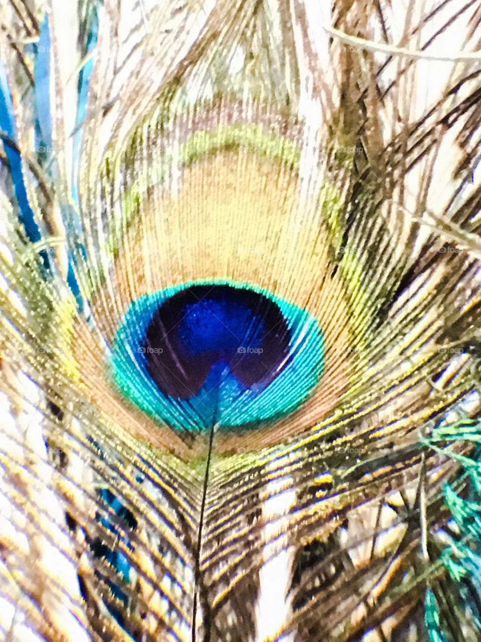 Peacock feather 