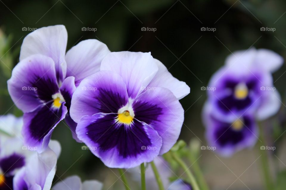 Elegance Transformed Into Flowers