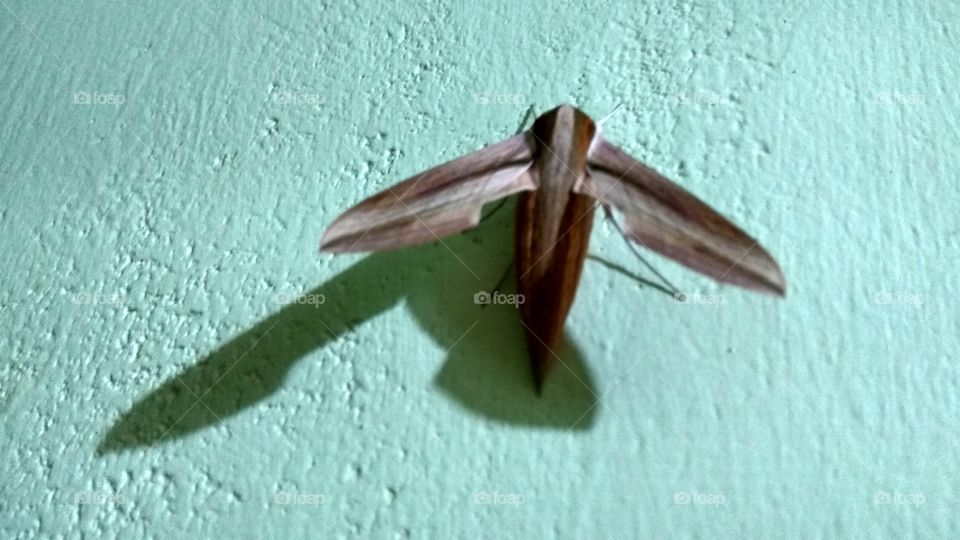 big fly creature in wall