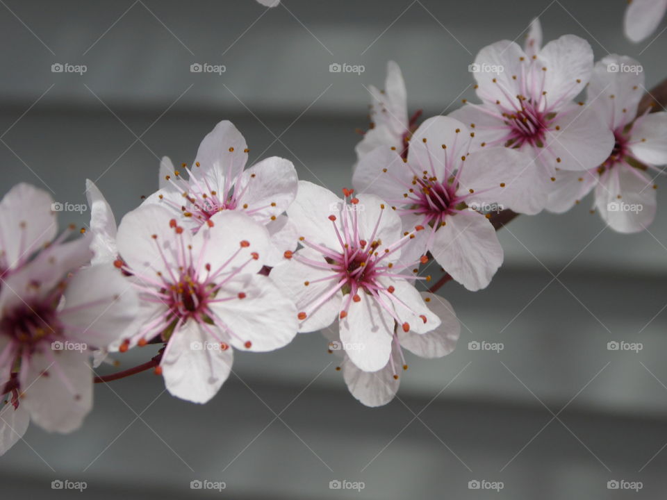 Flower Blossoms