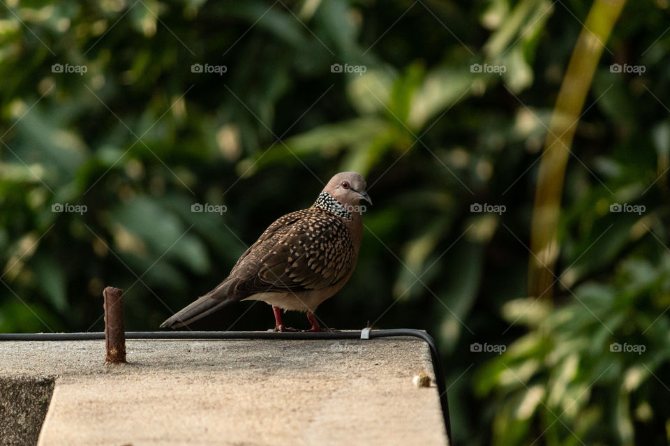 Spotted Dove