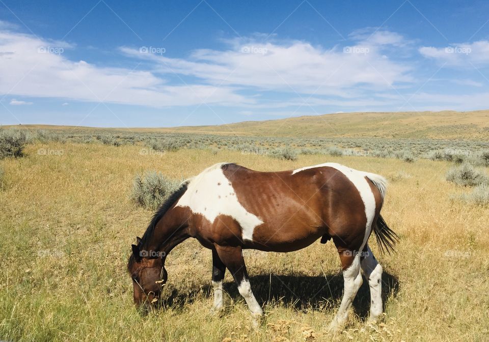 Beautiful paint horse in a grassy field on a beautiful day