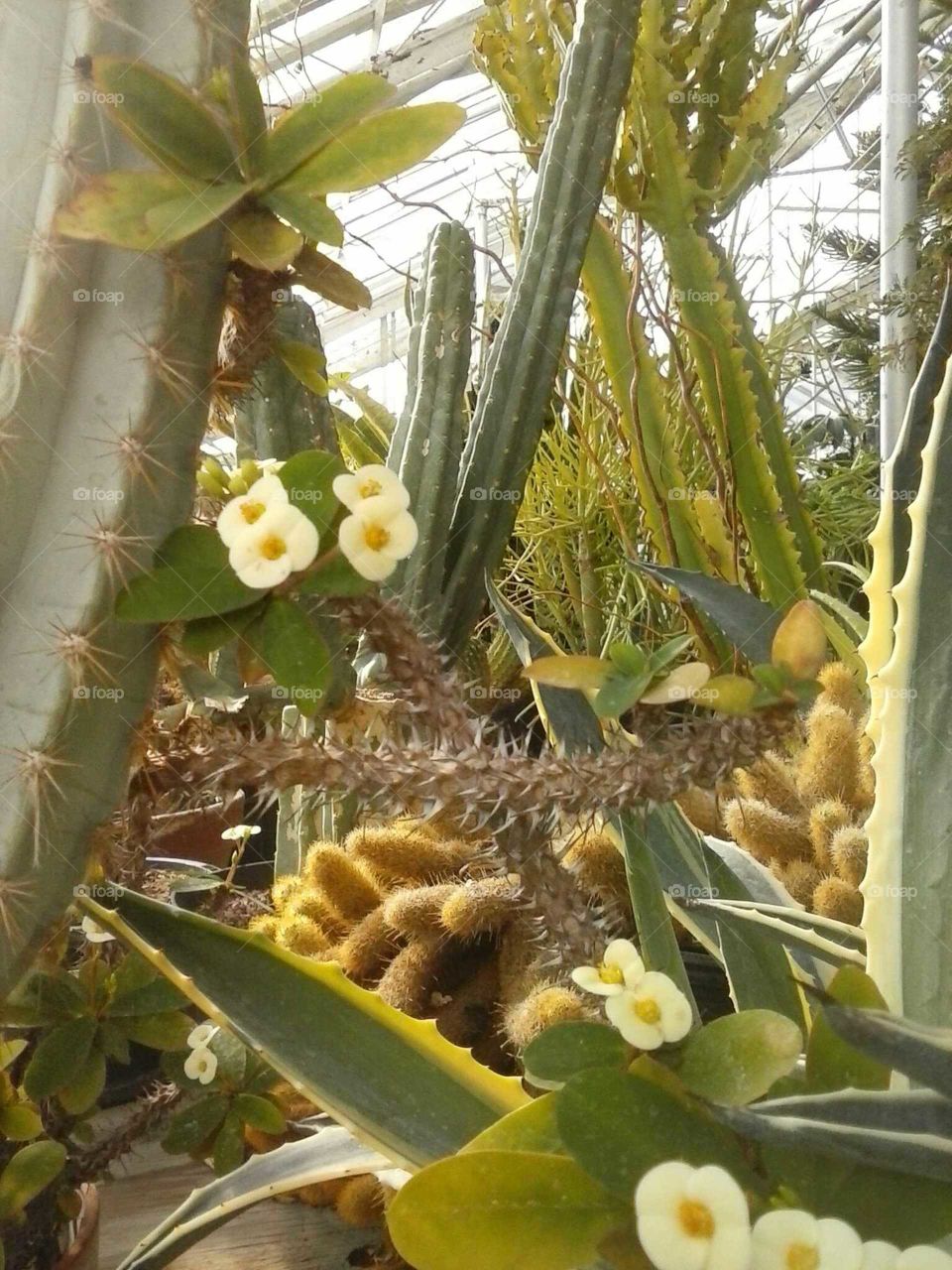 mixed cactus
