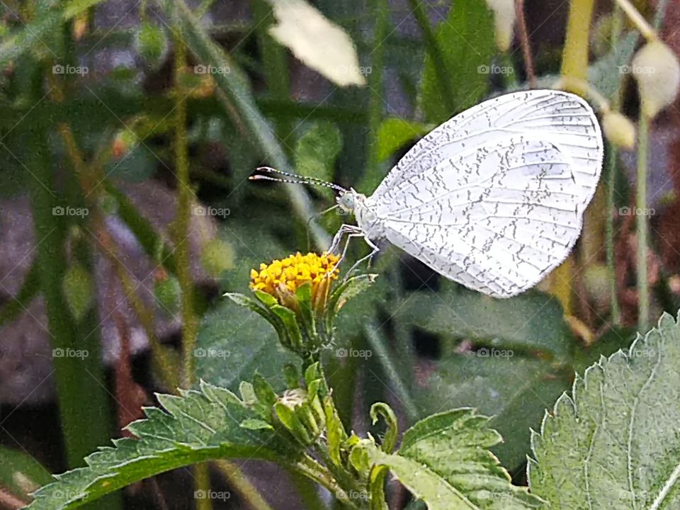 White butterfly perched on flower