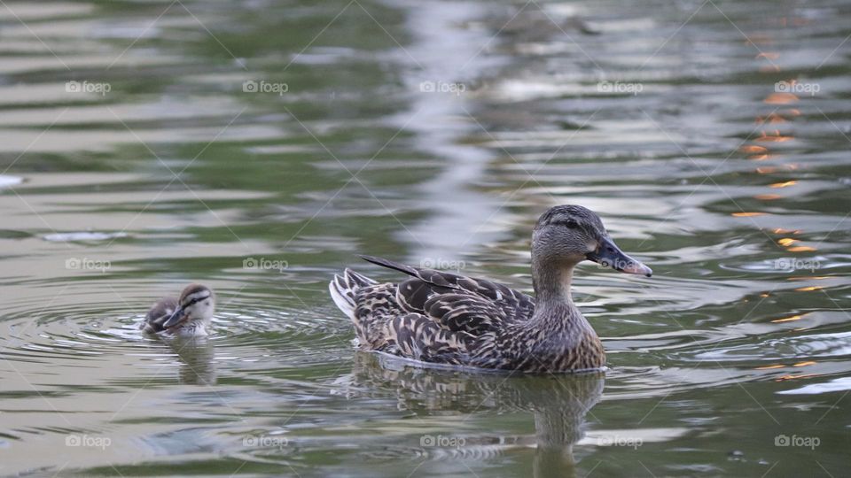 wildlife, mama  duck and baby buckling swimming at the pond