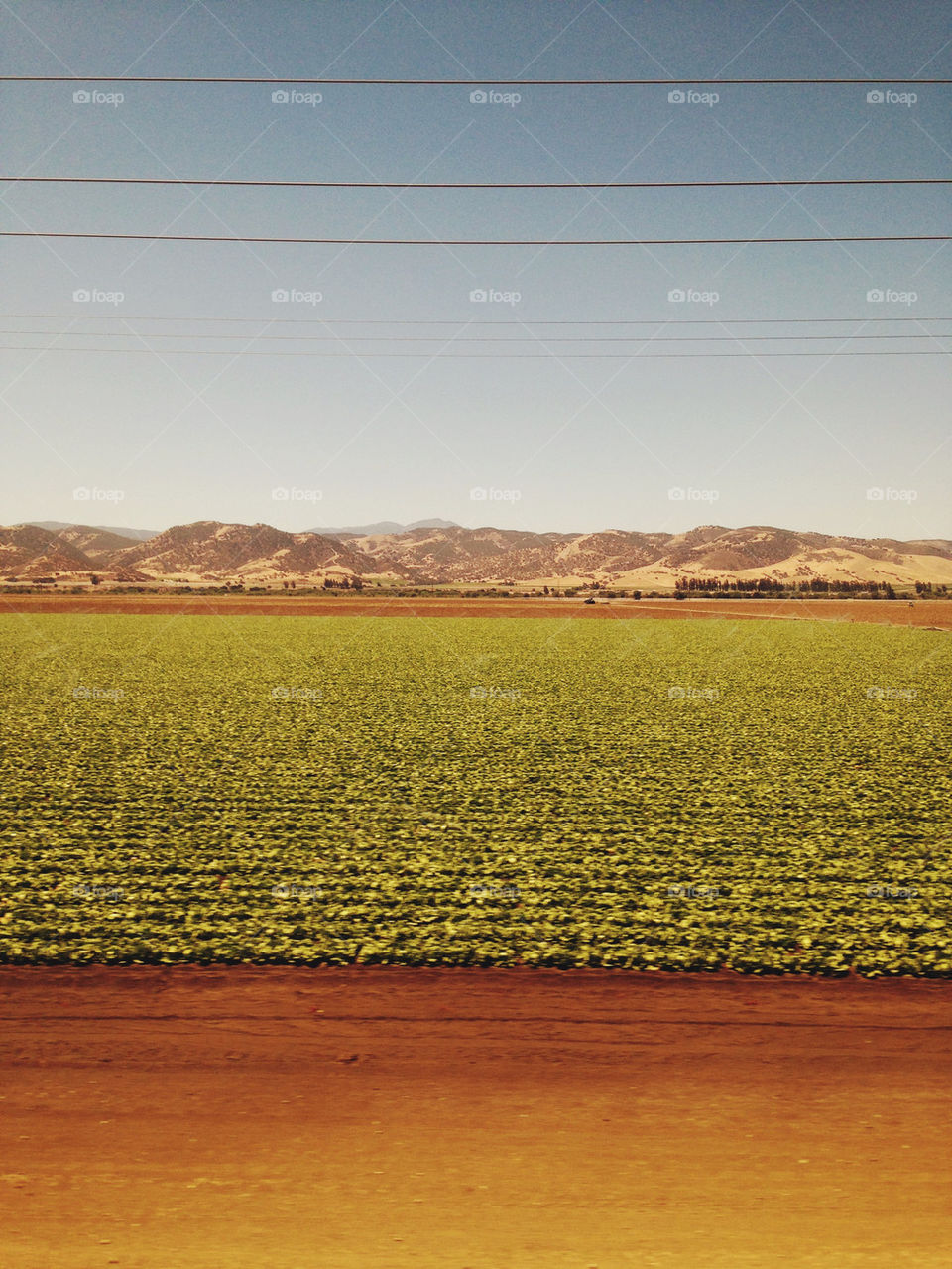 CALIFORNIA AGRICULTURE