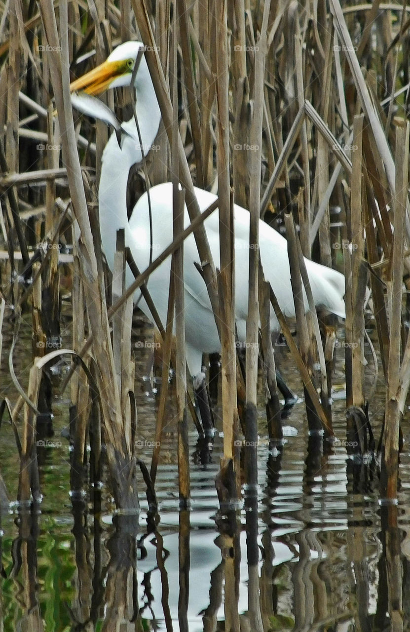 "Large White Egret catches a fish"