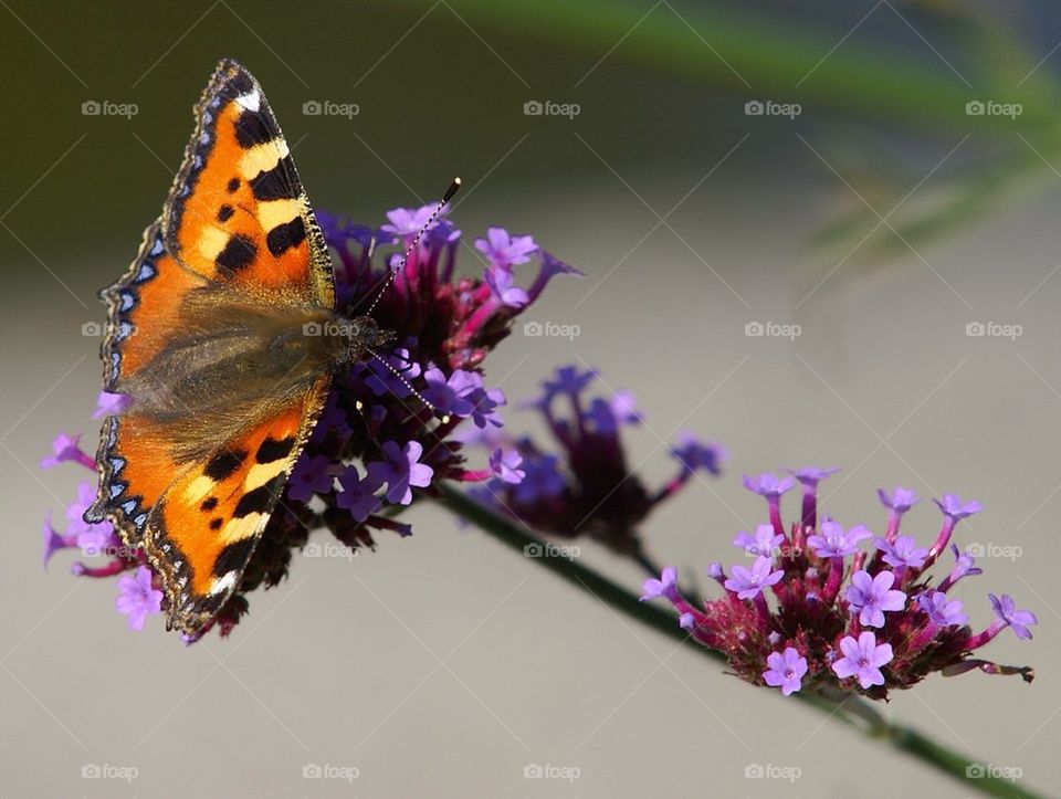 landscape flower summer butterfly by cekari