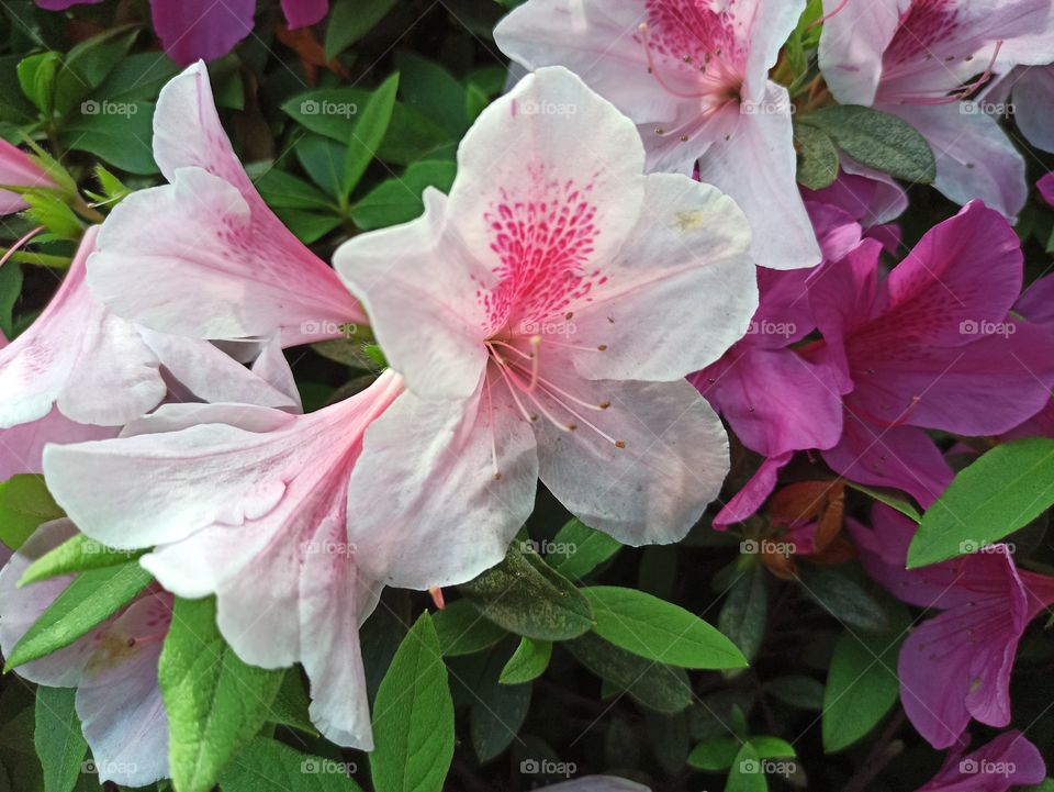 Portrait of lily flower.