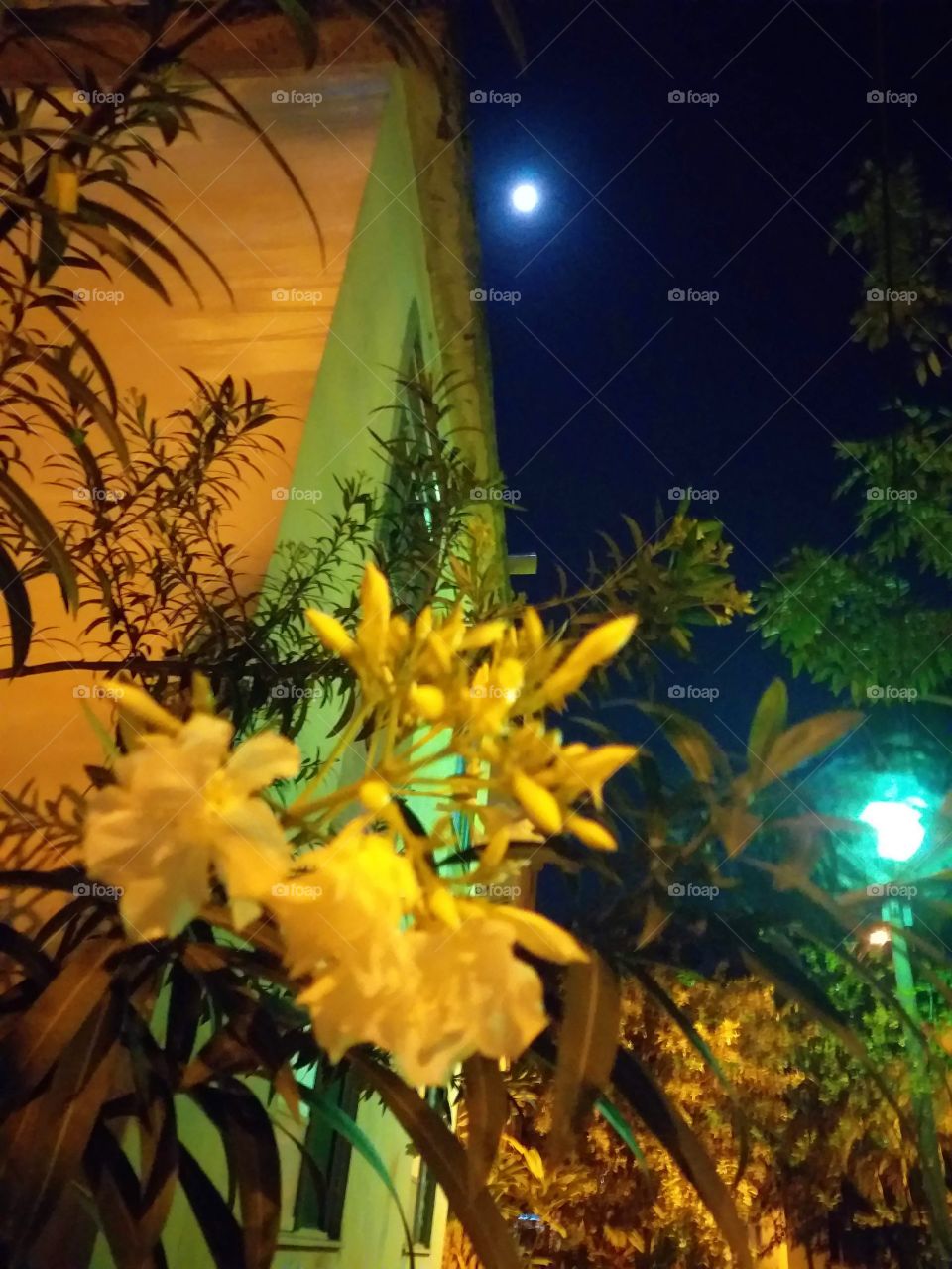 moon & flower
