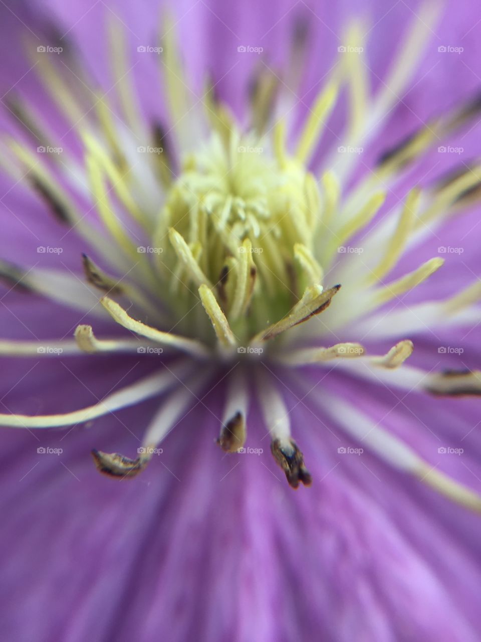 A bees view to a flower