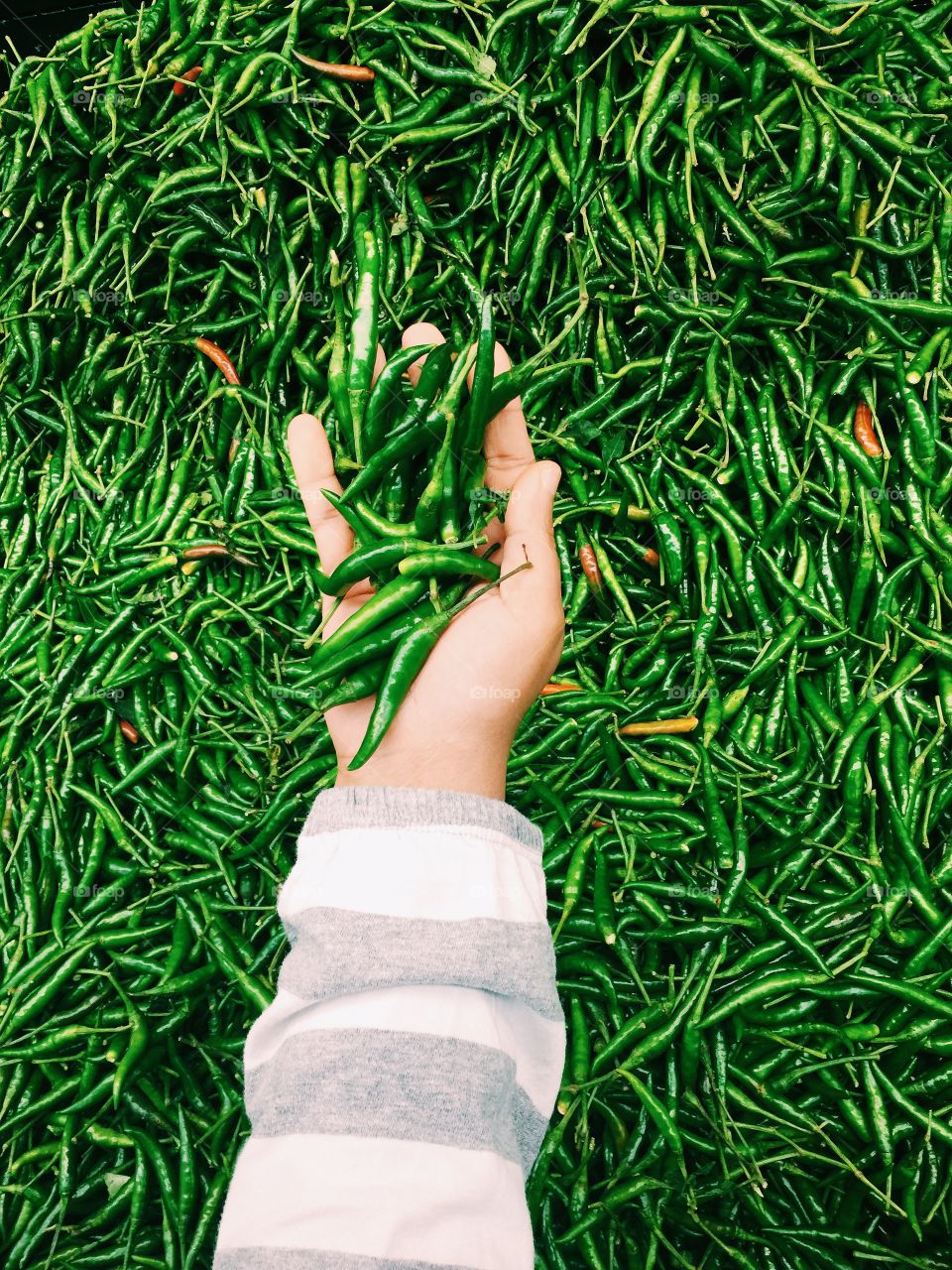 Full frame shot of green chillies with human hand