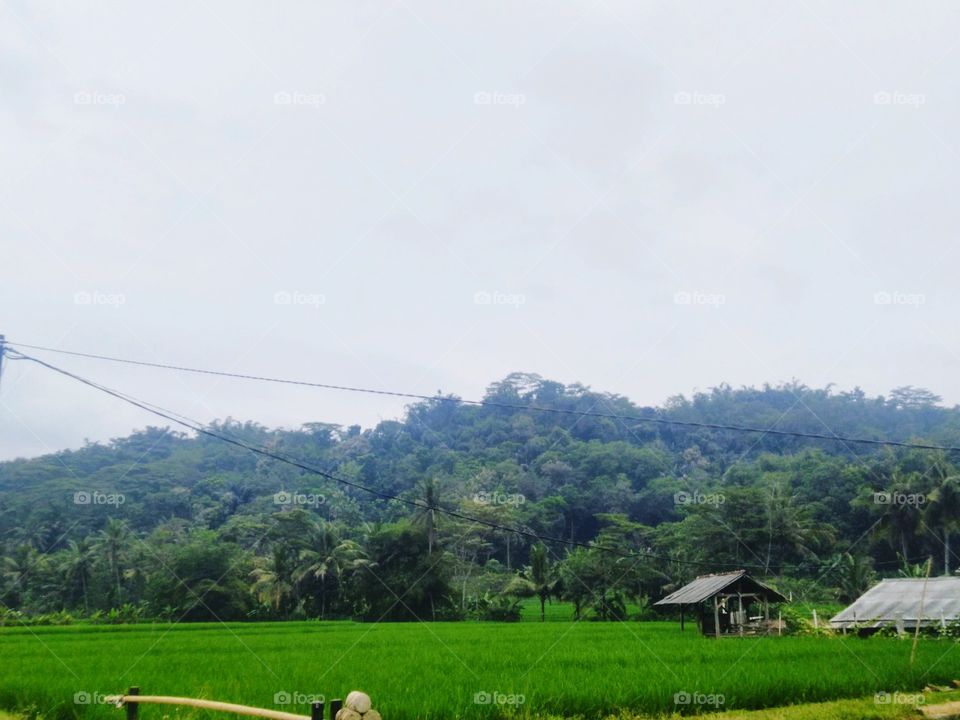 Rice fields and green hillsides