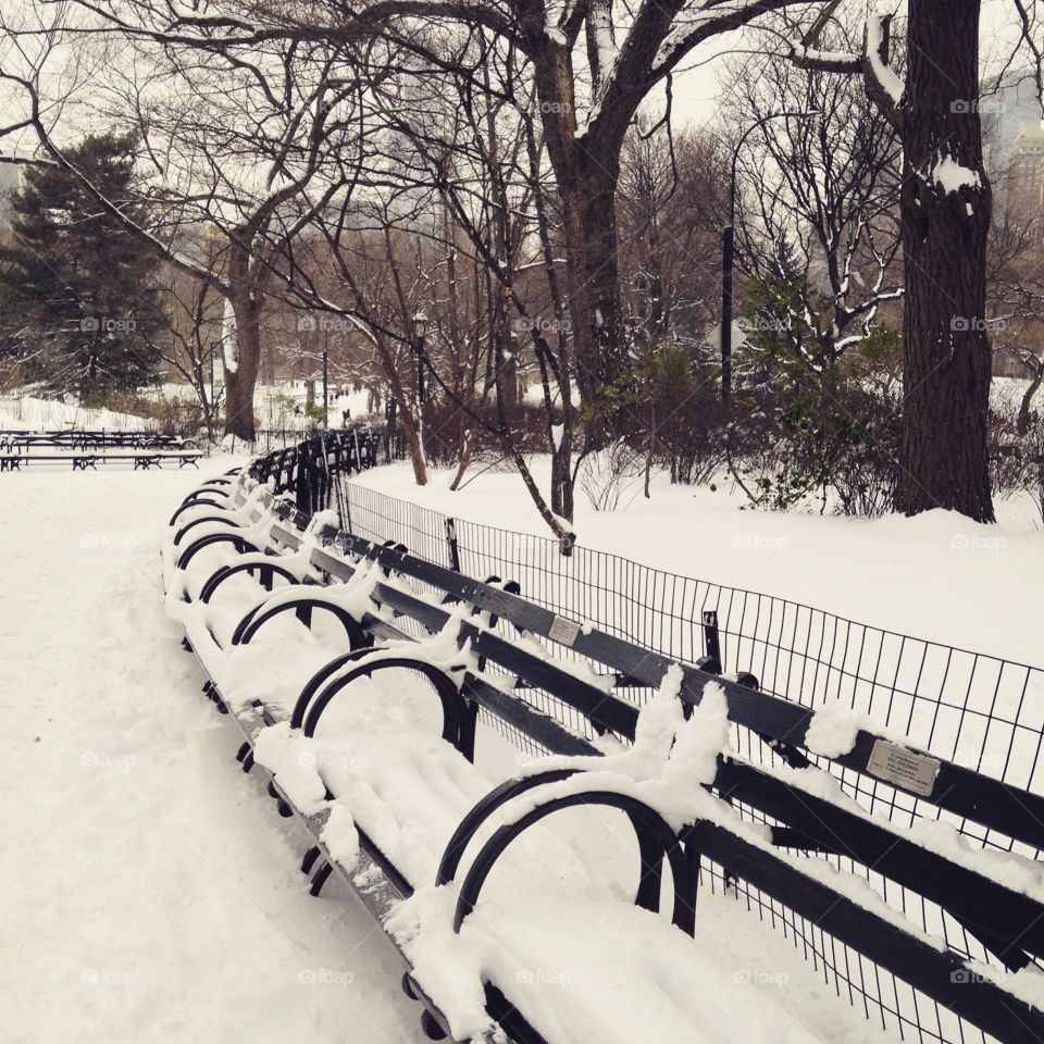 Winter in Central Park 