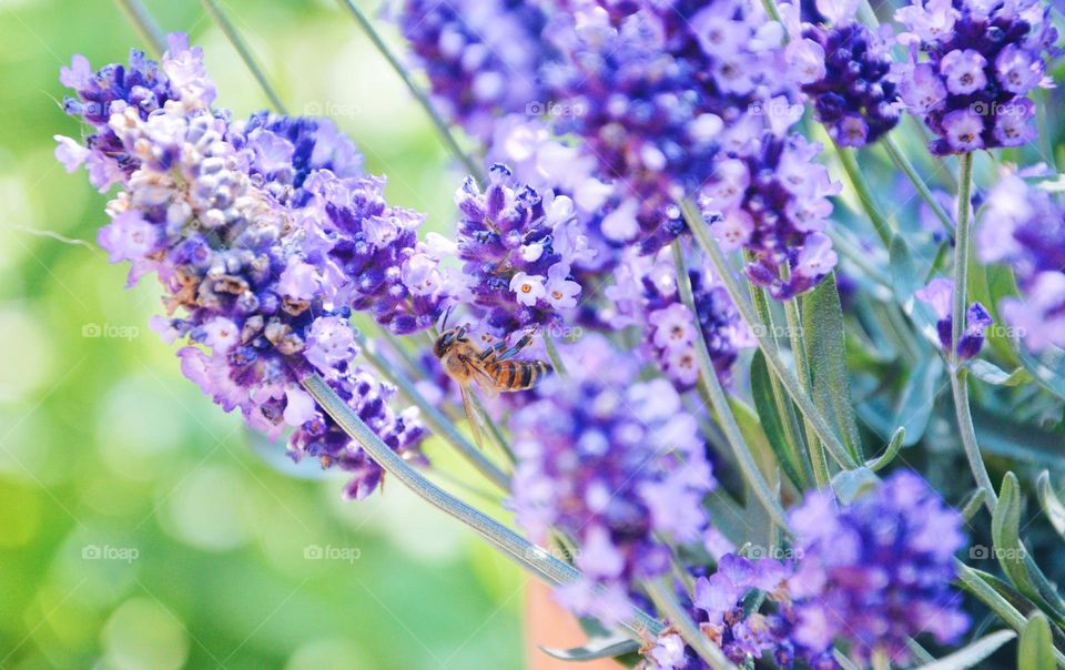 Macro of bee on lavendel flowers