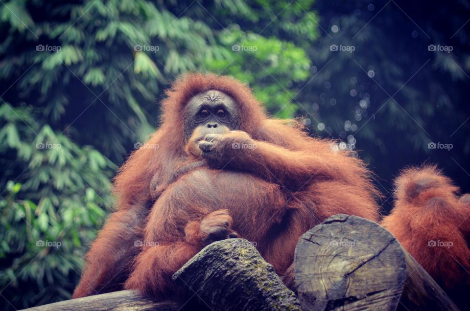 OrangutanThe orangutan or mawas is a great ape native to the rainforests of Indonesia and Malaysia. Now these animals are found only in parts of Borneo and Sumatra, but during the Pleistocene era, they were spread throughout Southeast Asia and South