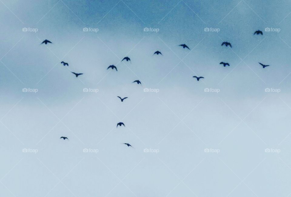 pigeonsn on the sky flying together