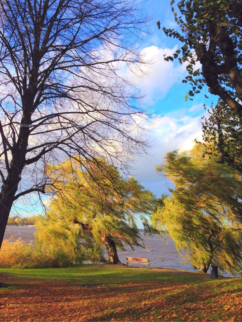 Scenic view of nature