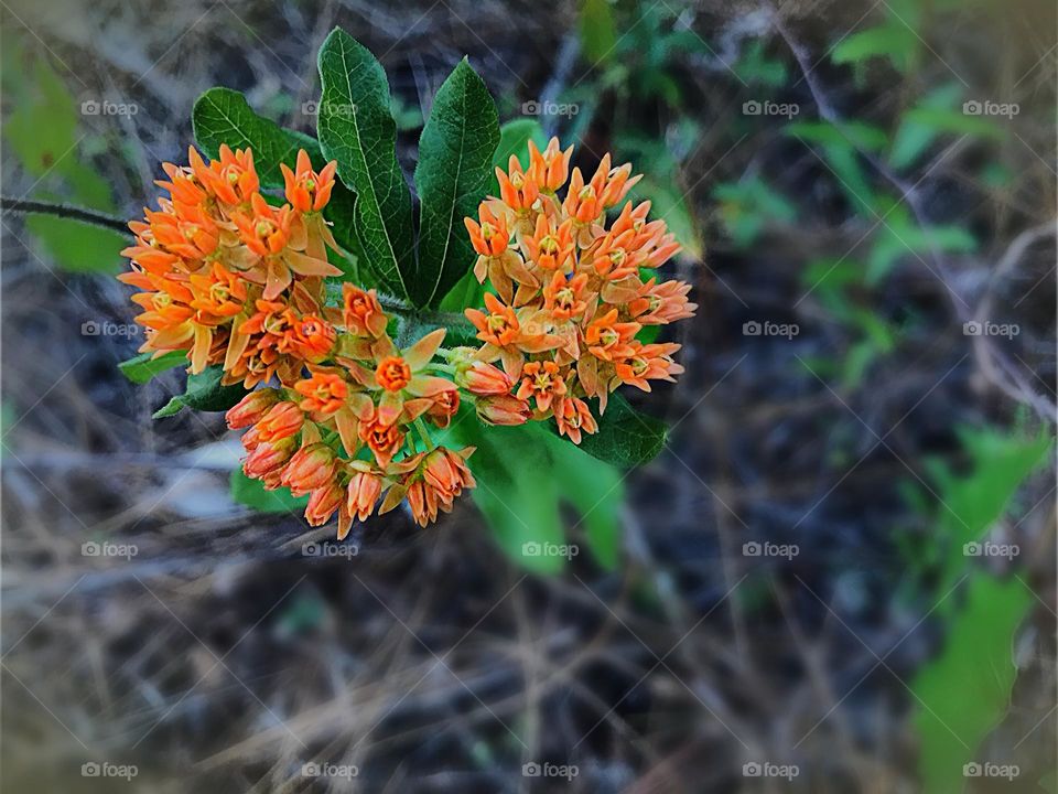 Orange Butterfly weed in the Spring.