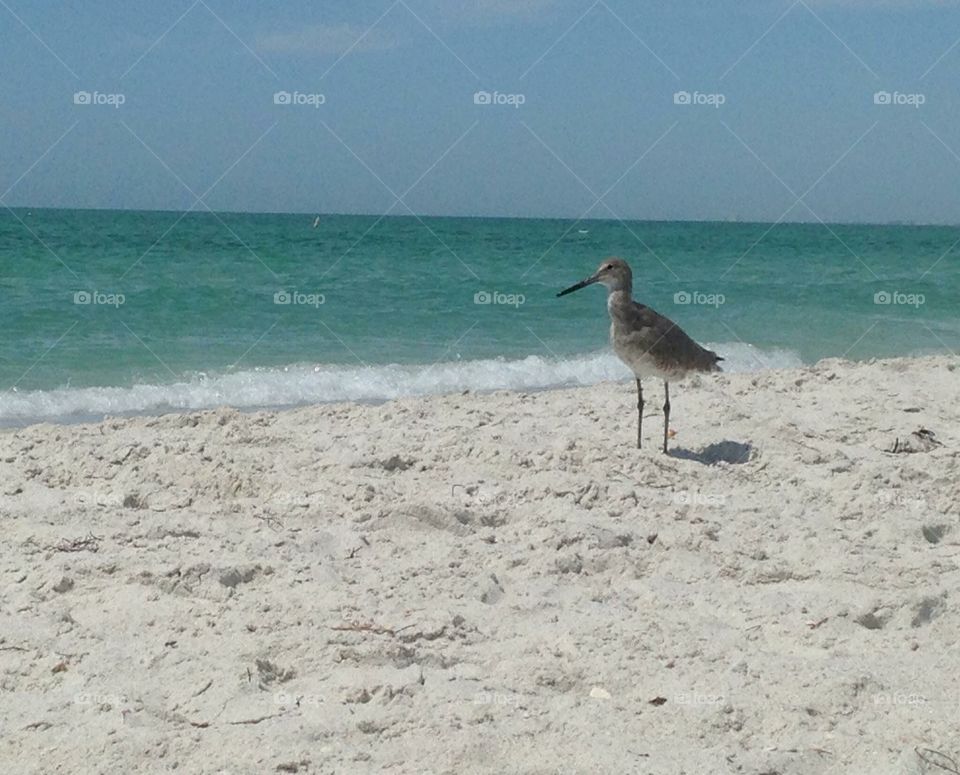 Beach birdie 