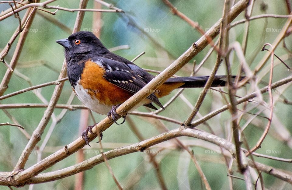 Towhee