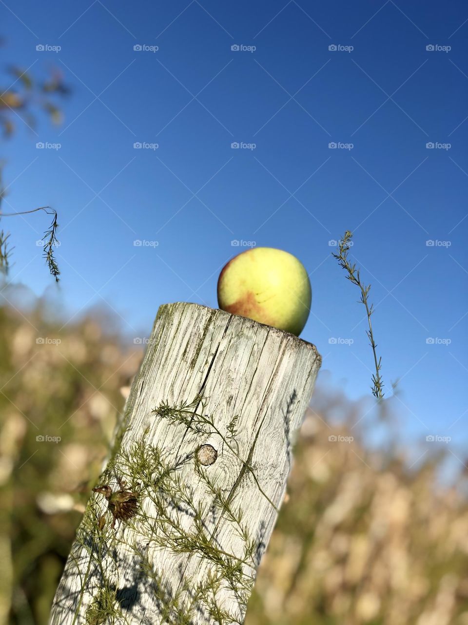 Apple on a post