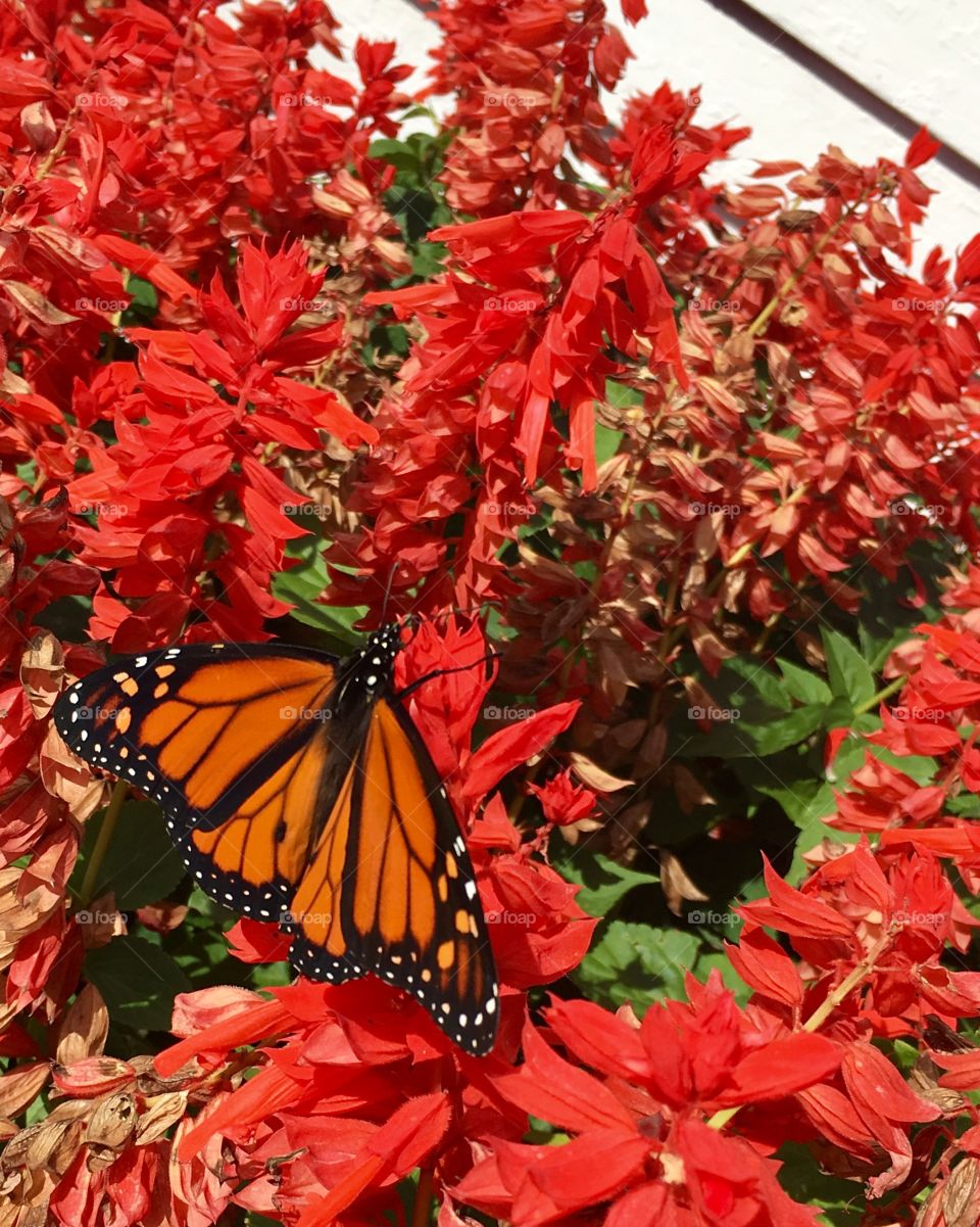 Monarch butterfly before Fall migration (Owatonna, MN 2017)