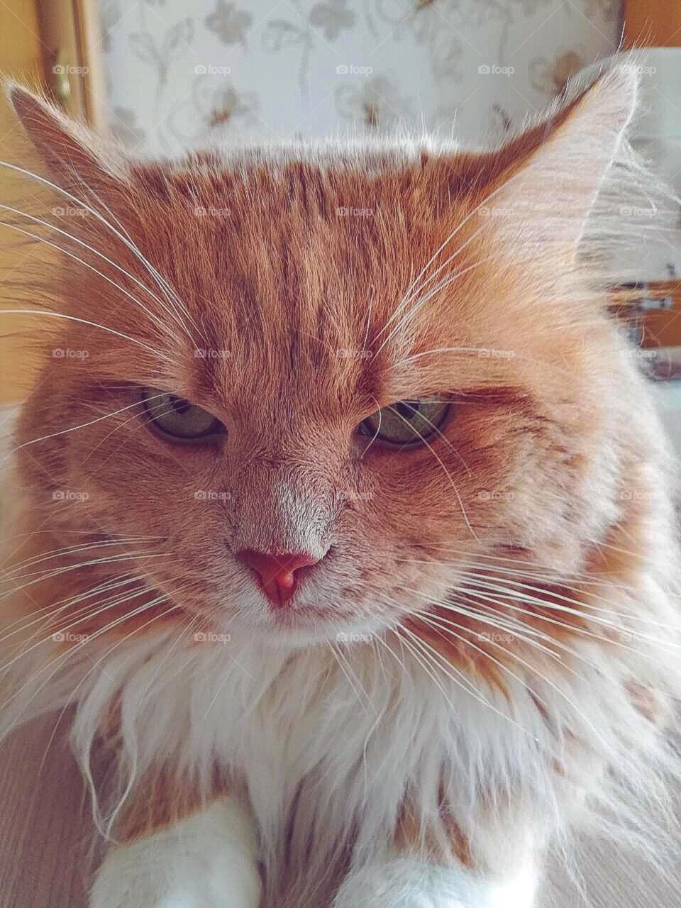Grumpy ginger cat