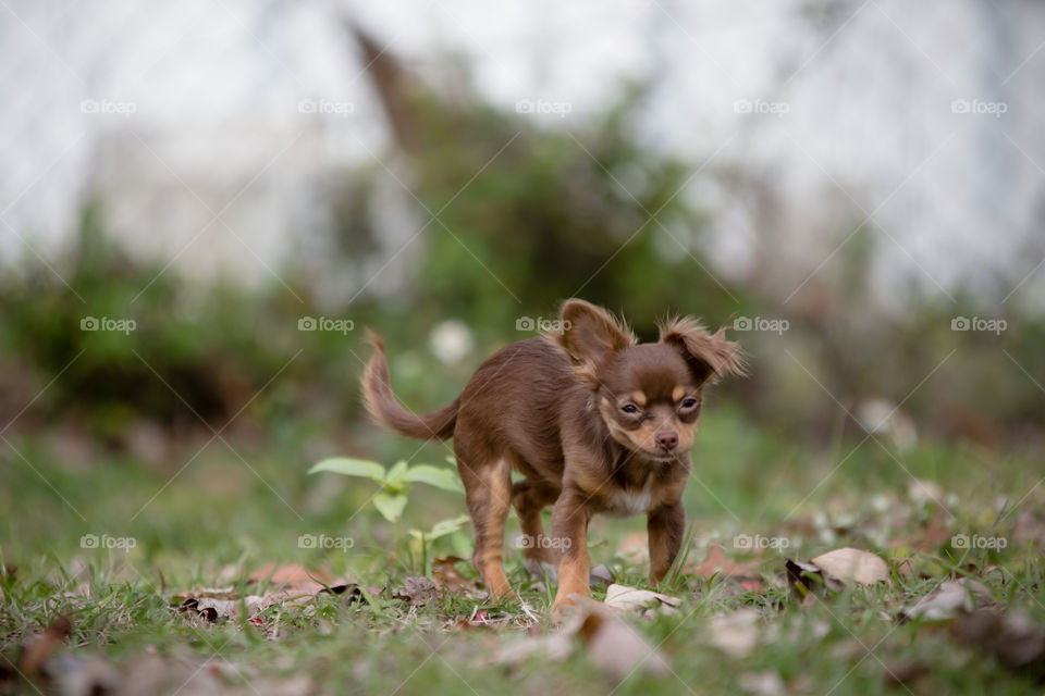 Chocolate Chihuahua Puppy with silly smiles