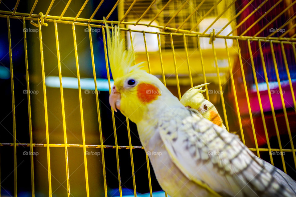 budgerigar