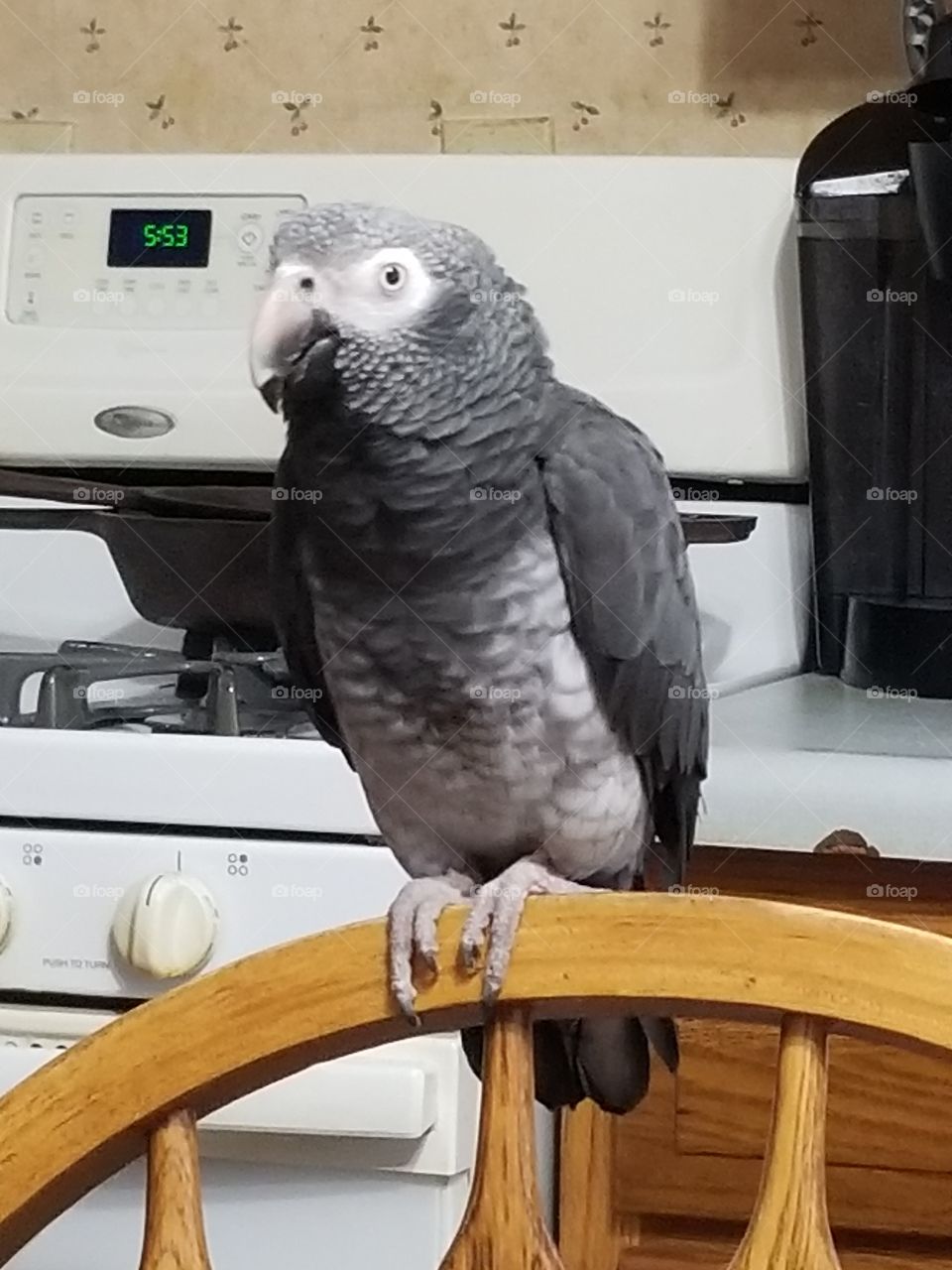 African gray parrot